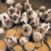 如果暹罗猫只食用干猫粮会有什么后果吗？
