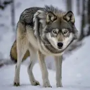 相比较于犬科动物狼有哪些独特的特征使他们更有可能成功地捕获狩猎目标并将其带回巢穴喂养幼崽？