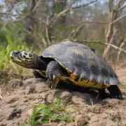 如何判断一只乌龟是雌还是雄？
