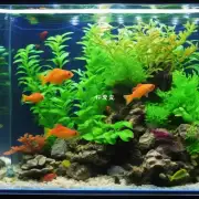 我是斗鱼鱼缸的新手饲养者我想了解一下如何保持良好的水质和营养平衡以保证健康生长呢？