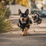 当狗追赶时它们通常为什么会跑得比猫快一些呢？