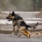 狗狗为什么会咬自己的尾巴？