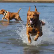 狗为什么会喜欢在水中玩耍和游泳呢？