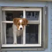 小狗总是想从窗户里钻出去怎么办呢？