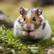 如果你有一个小型哺乳动物如仓鼠那么你可以用何种方式帮助他们获得一个健康的外表以及良好的卫生习惯？