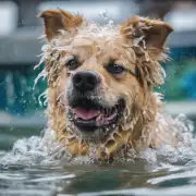 萨摩耶成犬一般多长时间洗一次澡？