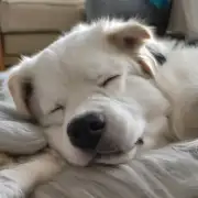 狗是用什么方式睡觉？