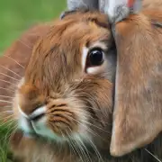 有哪些症状表明一只兔子可能患有脑炎？