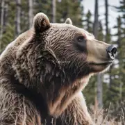 如何判断一只比熊是否挠痒甩头了呢？