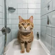 猫多久可以不洗澡才不会生病？