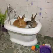 如何正确地给兔子洗澡？