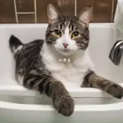 求问您家猫绝育后多久可以洗澡?