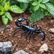如何防止宠物蝎子逃跑或逃脱？
