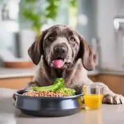 在给狗狗喂食时应该注意什么以避免引发腹泻的情况发生？