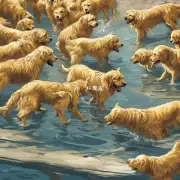 金毛犬在没有水源时是否会渴死?