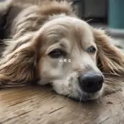众所周知狗狗通常在哭泣时会流眼泪那么当它们流泪的原因可能是什么呢?