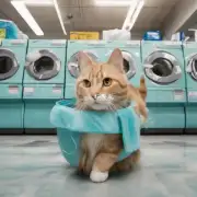 贵店洗一只猫毛发的价格是多钱?