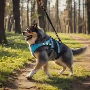 对于那些喜欢户外活动的人来说你是否想选择一只能够与主人一起散步或者跑步的朋友犬型?