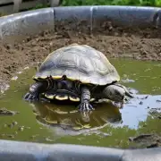 你是指哪个地区的龟澡泥呢?