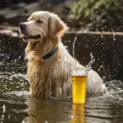 金毛犬的体内水分可以通过饮食补充吗?