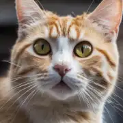 猫为什么会分泌唾液并产生口水?