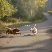 为什么狗会追逐小动物?