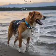 为什么狗不吃咸的水?