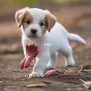 小狗为何有爪子而不是蹄子?