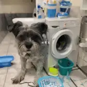 我们应该使用何种方法来洗我们的宠物?