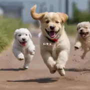 小狗为何不能跑步比赛?