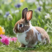 兔子如何找到合适的化毛膏?