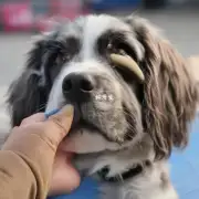 如何让狗狗适应使用剪指甲的过程?