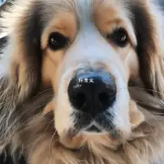 狗狗鼻水的来源如何?