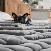 如何选择合适的宠物床垫?