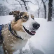 狗狗在下雪中有哪些与触感相关的感受?