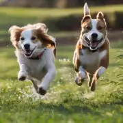 如何评估狗狗跑步的健康状况?