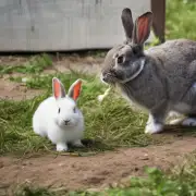 垂耳兔如何与其他动物合作捕食分享食物等行为是否存在共同体现象？