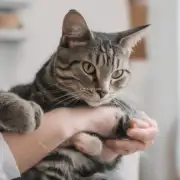 为什么会出现一些猫不喜欢被人碰触它们的身体的情况？