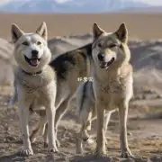 中亚犬有哪些特点使其能对抗狼？
