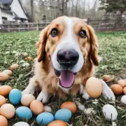 为什么狗会喜欢吃鸡蛋？
