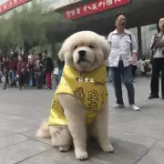 北京狗多少钱？