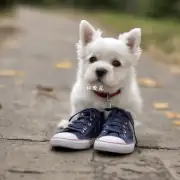 如何防止狗狗在户外穿着鞋子掉下来？