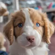 为什么有些宠物店出售的小狗眼睛是红白相间的吗？