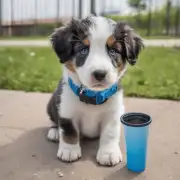 怎么正确使用宠物专用的饮水杯或饮水瓶来帮助小狗多喝水？