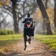 当狗在公园里跑时应该避免哪些地方？