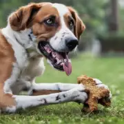 如果你有一只已经死亡但未完全干燥的狗骨头你会如何处理它来让它更容易嚼碎呢？