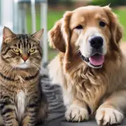 你认为狗和猫之间有什么不同之处呢？