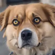 狗的眼睛和人类眼睛相比有多大？