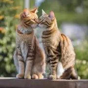 当两只猫咪相遇时它们通常会在何时开始交配？