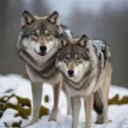 如何评估一个地区对于狼群的存在有无正面意义及其潜在风险性？